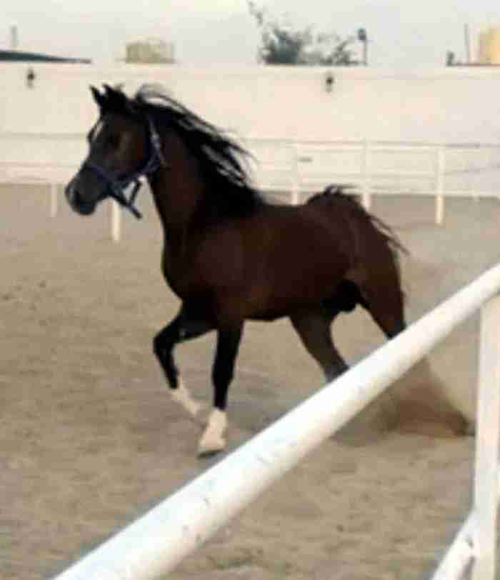 مطلوب خيال انقليزي او عربي سعره مايتعدا 200