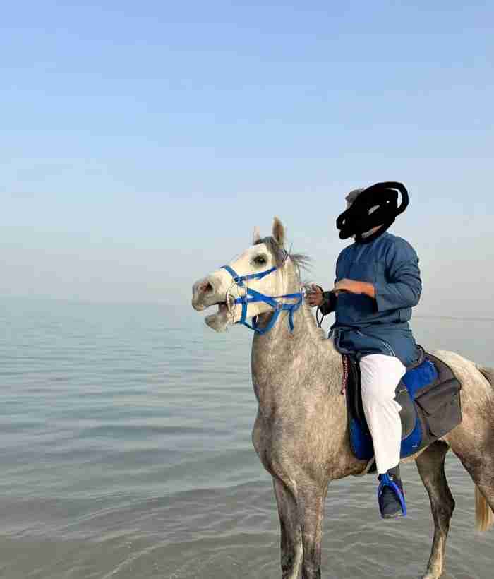 للبيع حصان عربي