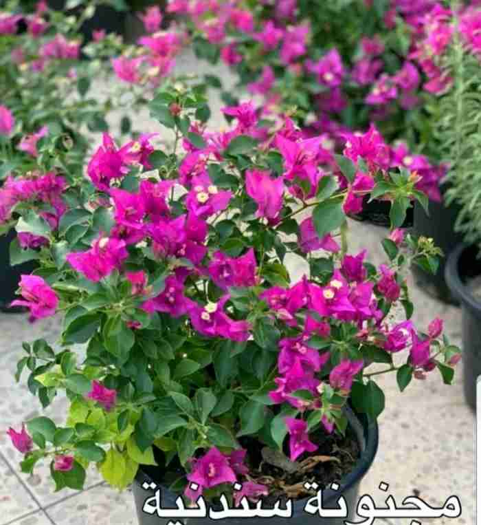 أشجار زينة