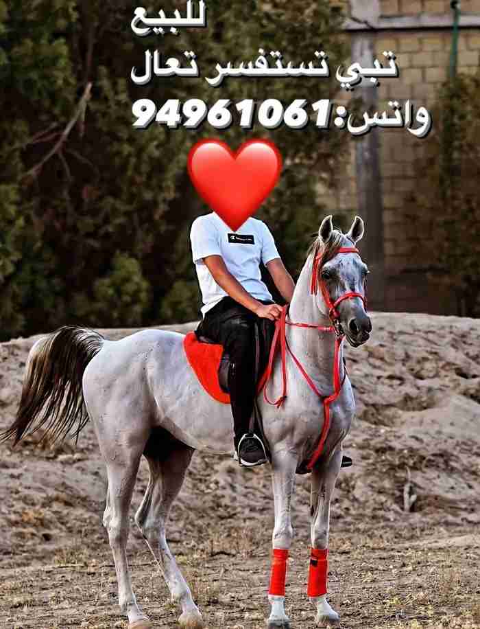 حصان عربي اصيل مصري نقي وجوازا معاه
