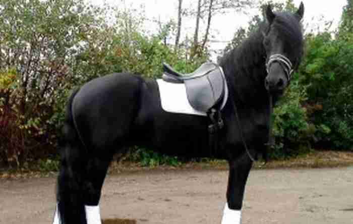 nice and lovely friesian horse available