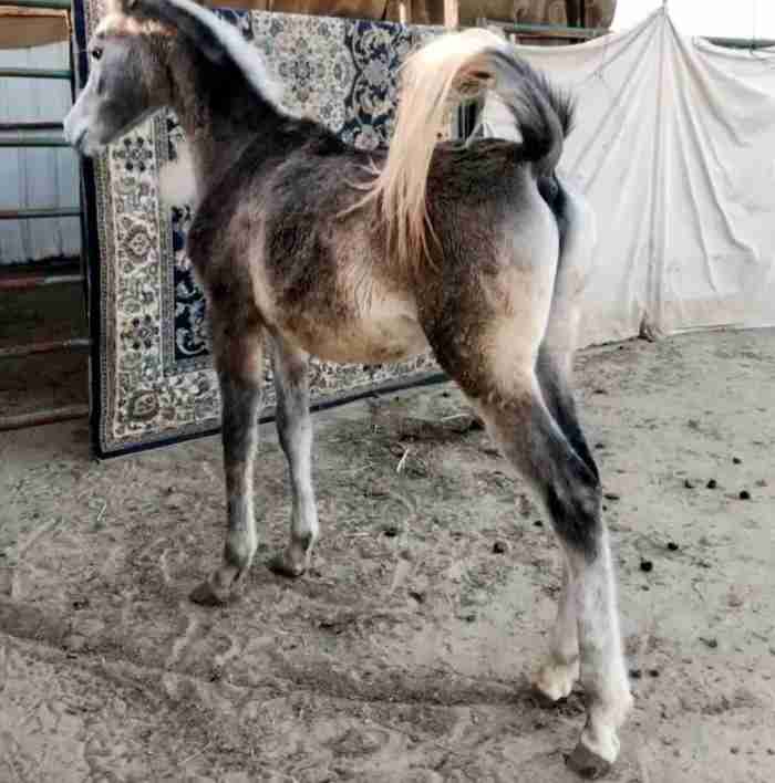حصان وفلو للبيع
