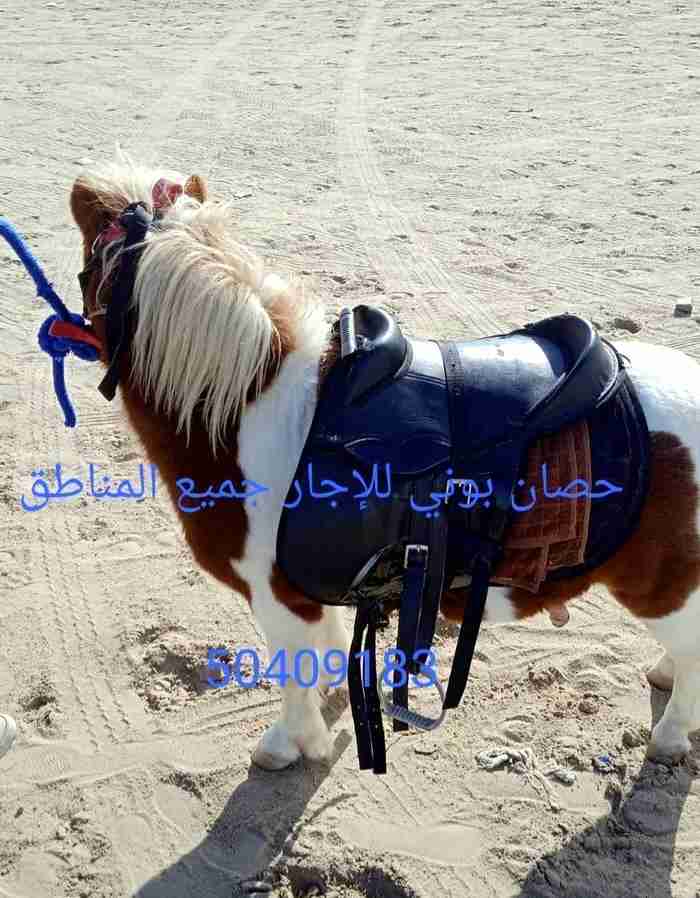 للإيجار بوني