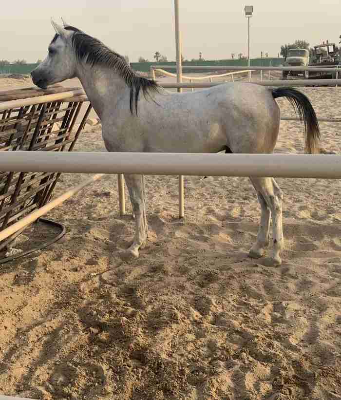 مهر عمره سنتين و7 شهور