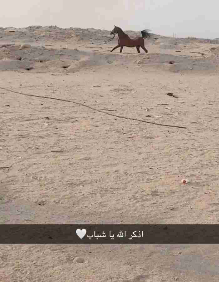 للبيع حصان وهو عربي فحل