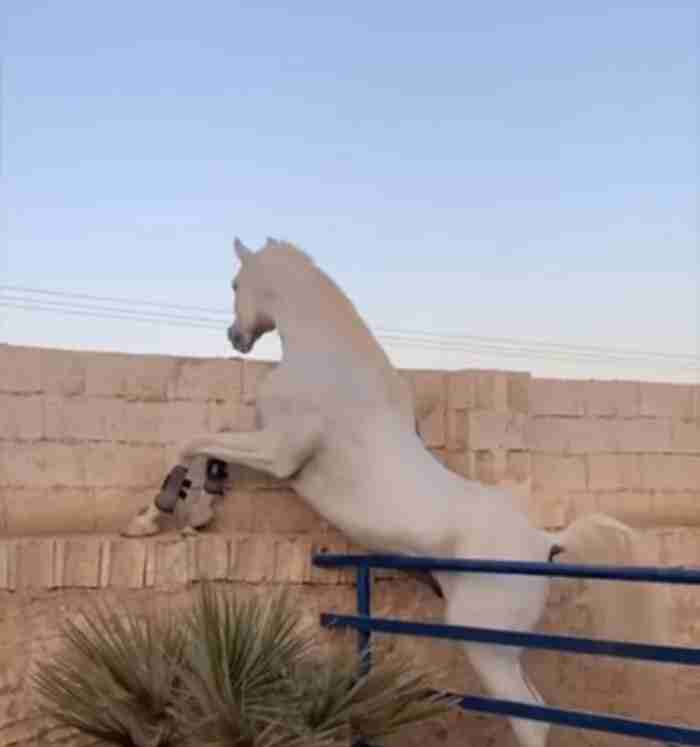 مطلوب مهره واتسب فقط