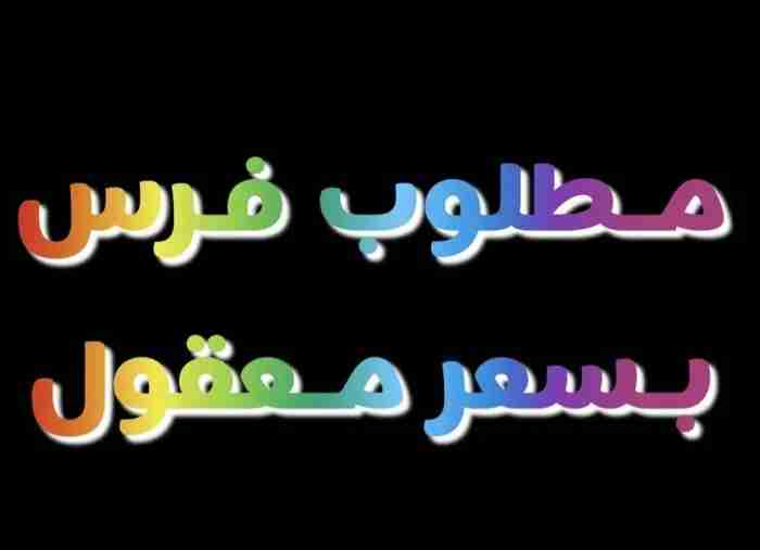 مطلوب فرس