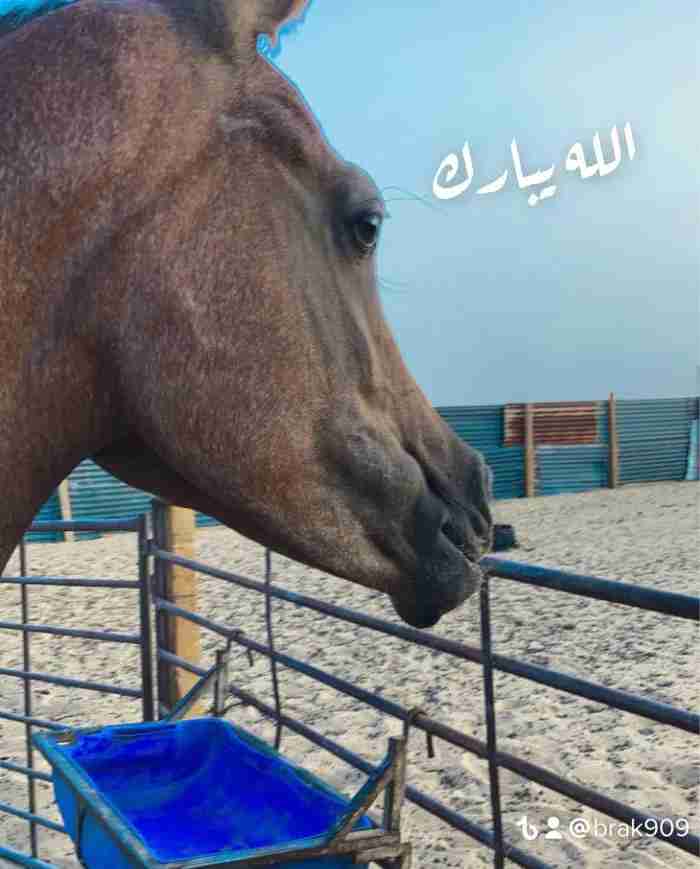 حصان عمره يبي يدخل 3 سنين مصري بيور
