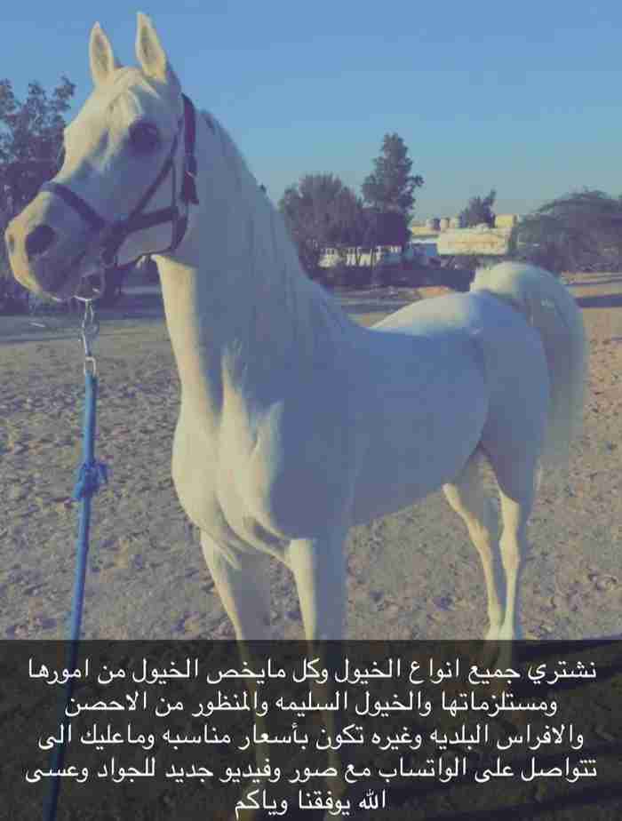 نشتري جميع انواع الخيول