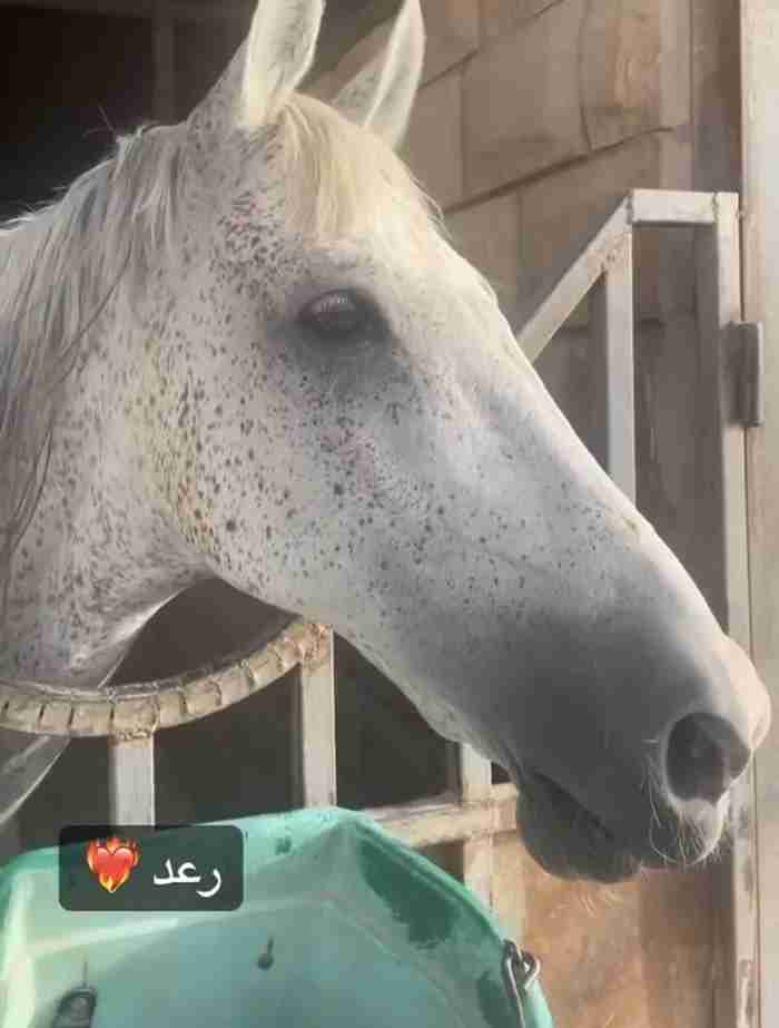 حصان خصي