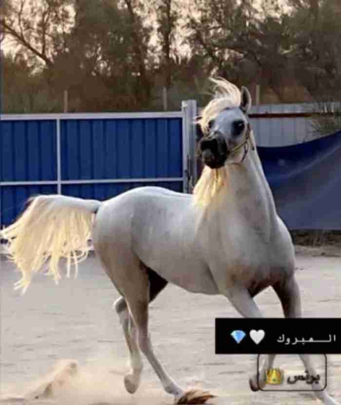 للبيع احصان فحل شرط التحويل