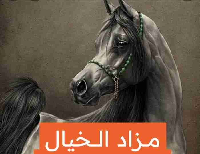 حياكم الله في مزاد الخيل الكويت علا الوتساب
