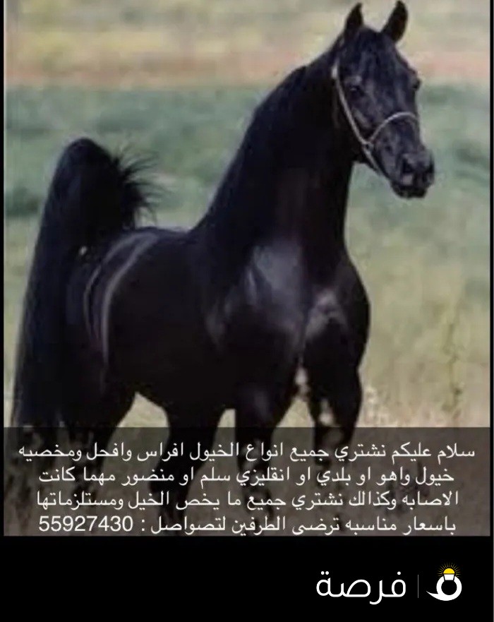 سلام عليكم نشتري جميع انواع الخيول ومستلزماتها