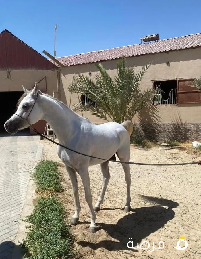 خيل للبيع